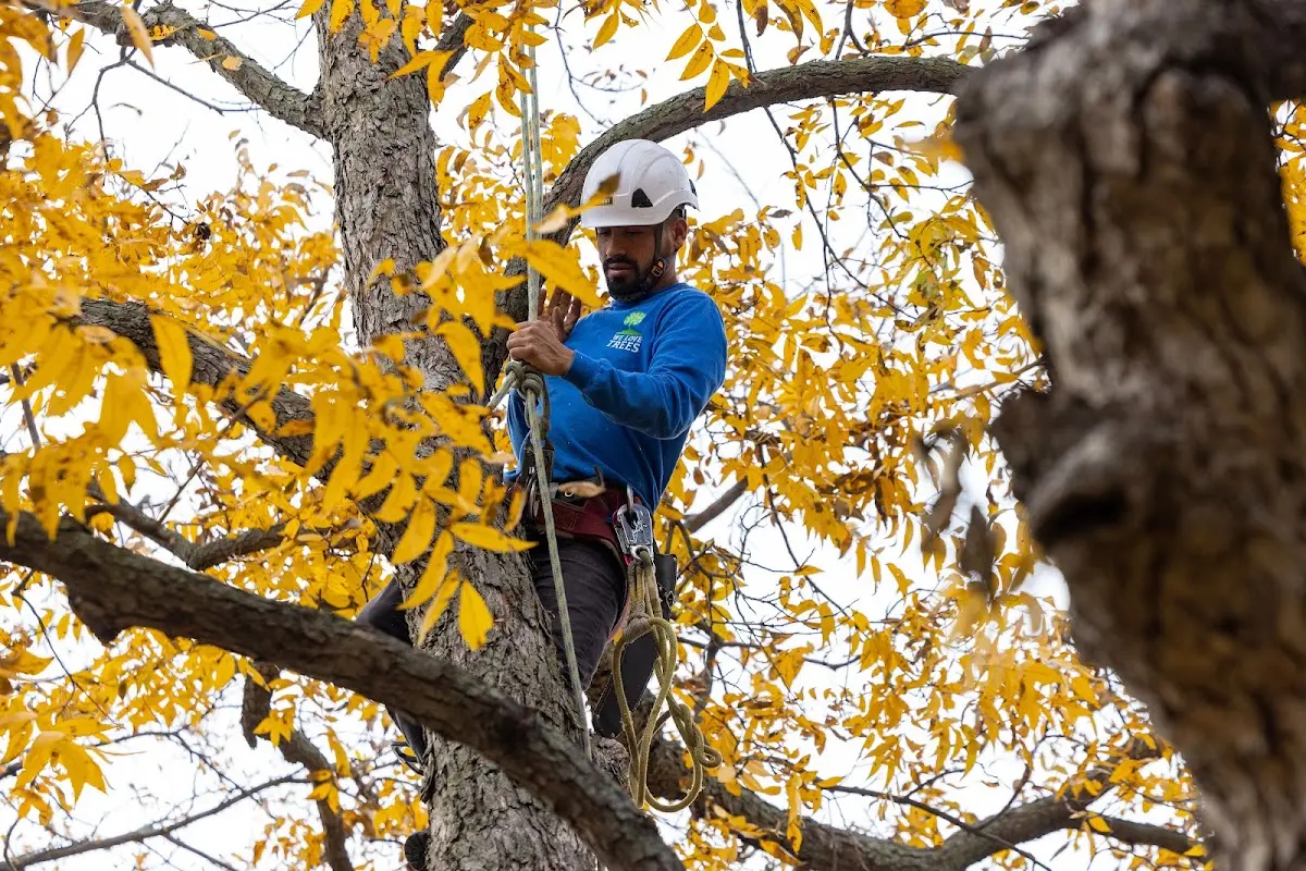 Skilled Tree Planing crew working in Verona