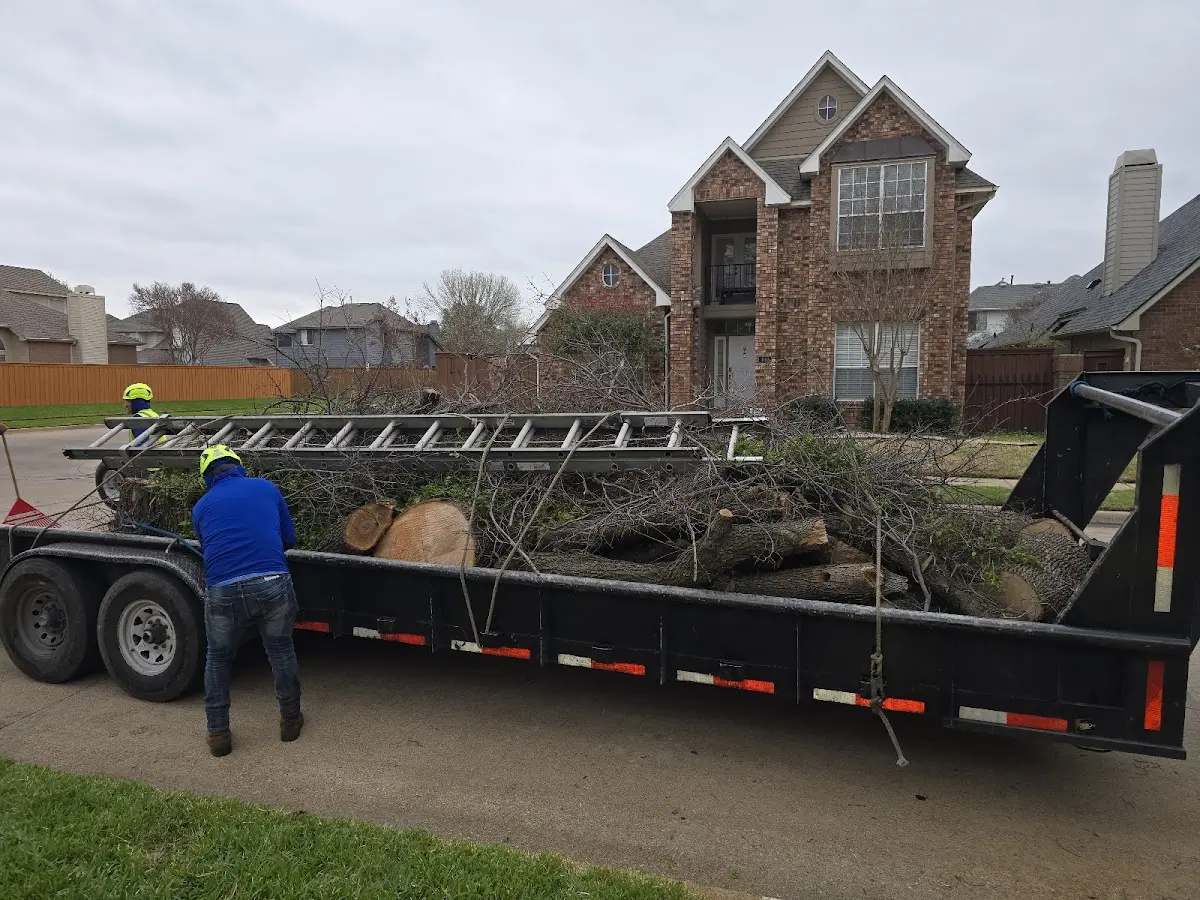 Expert Tree Removal with proper safety equipment in Verona
